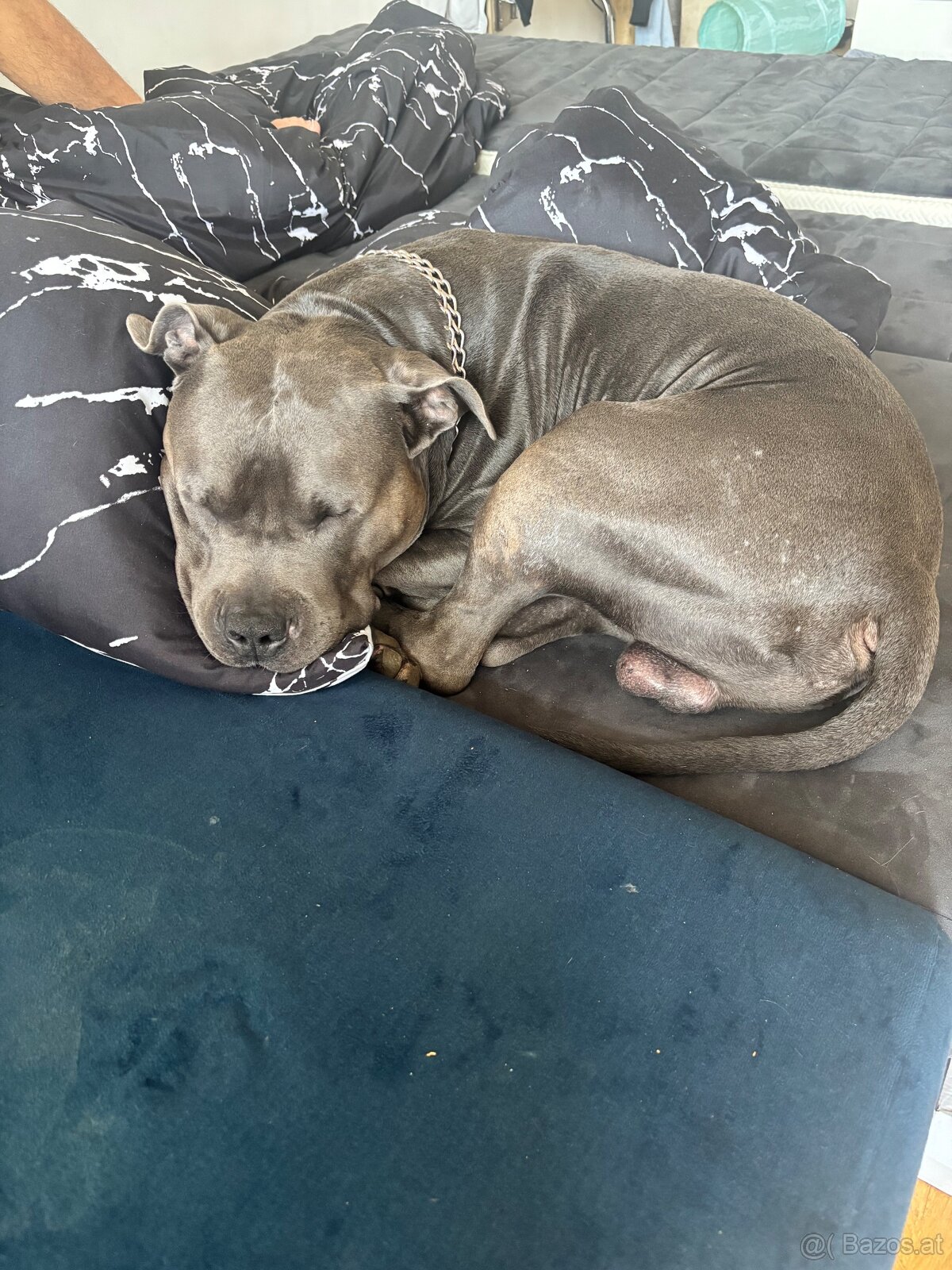 Anubis / 3 Jahre - 2