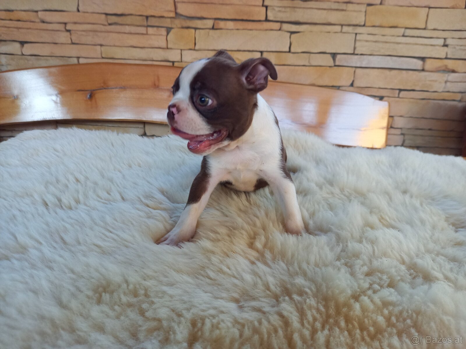 Boston ,Terrier - 2