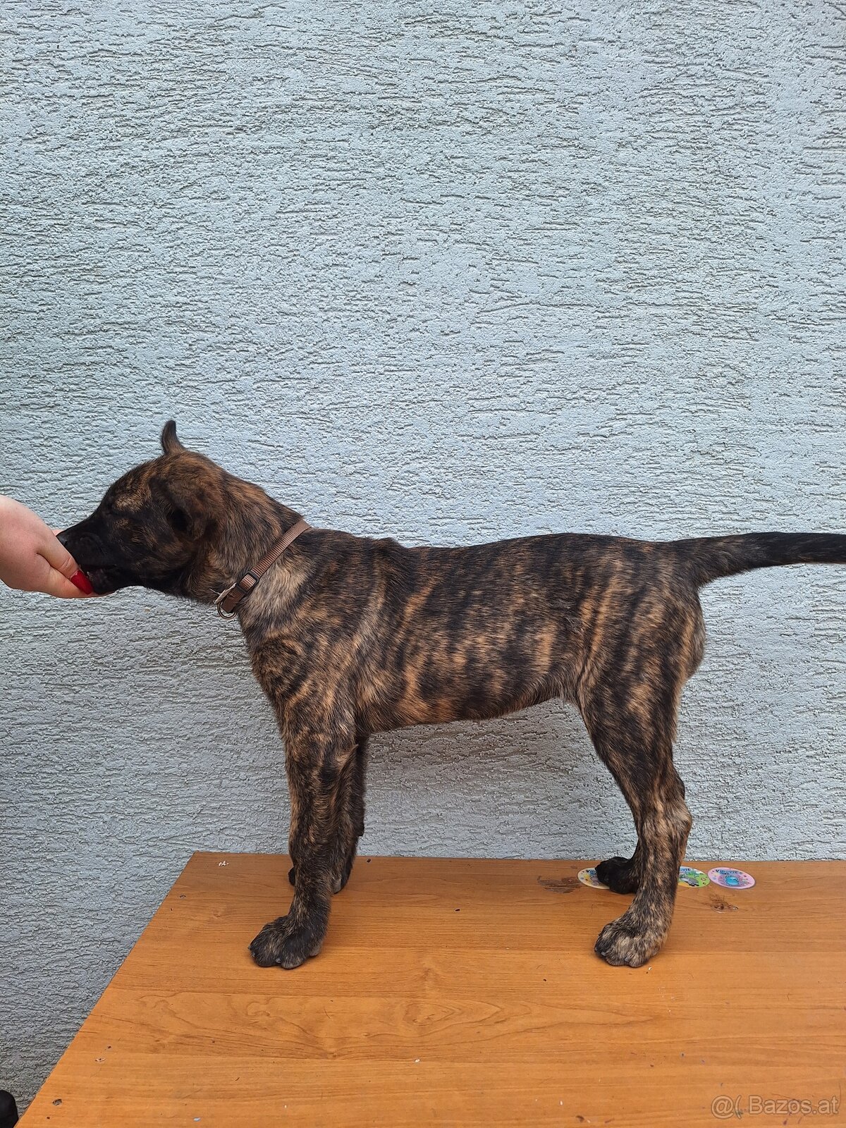 Holländischer Schäferhund - 2