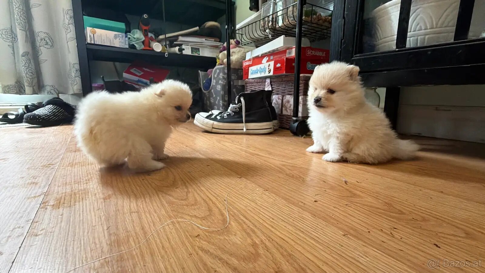 Wunderschöne Zwergspitz-Pomeranian welpen - 2