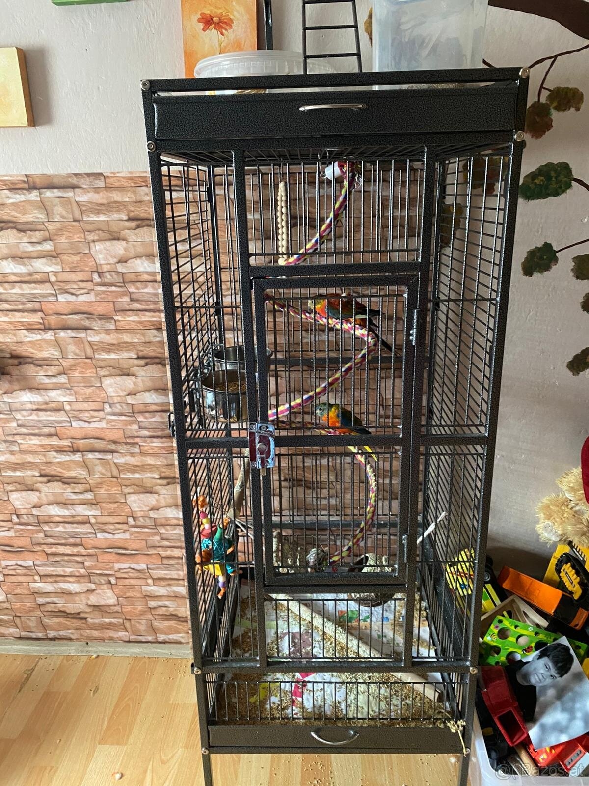 Verkaufe meine Vögel - 2