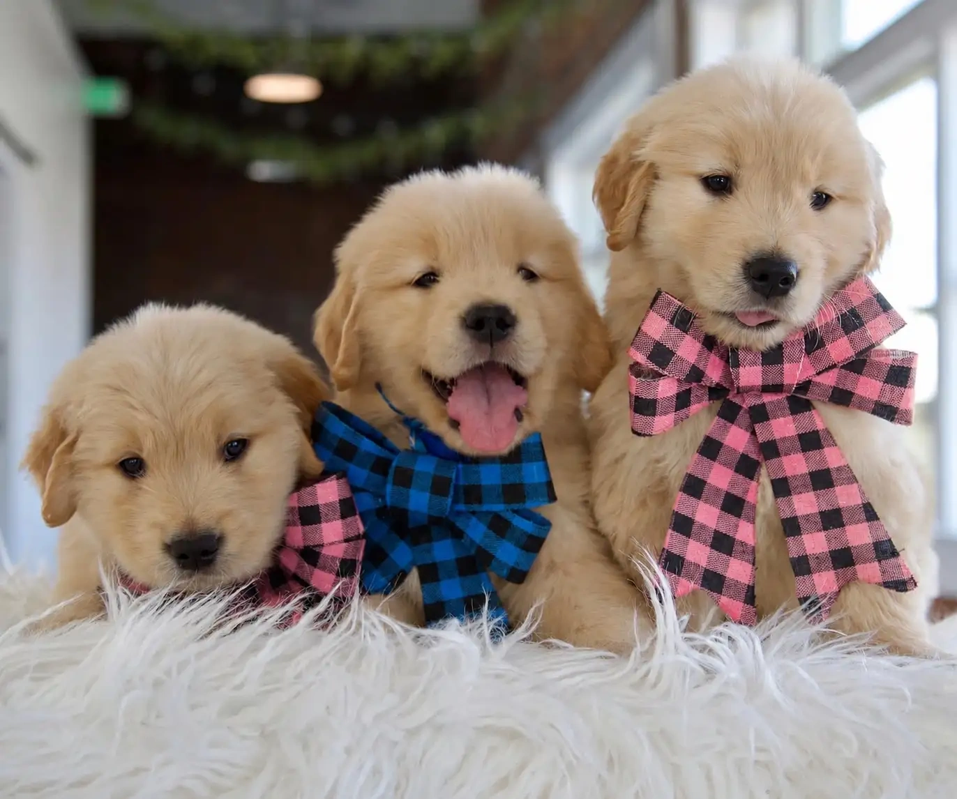 Golden Retriever Welpen - 2