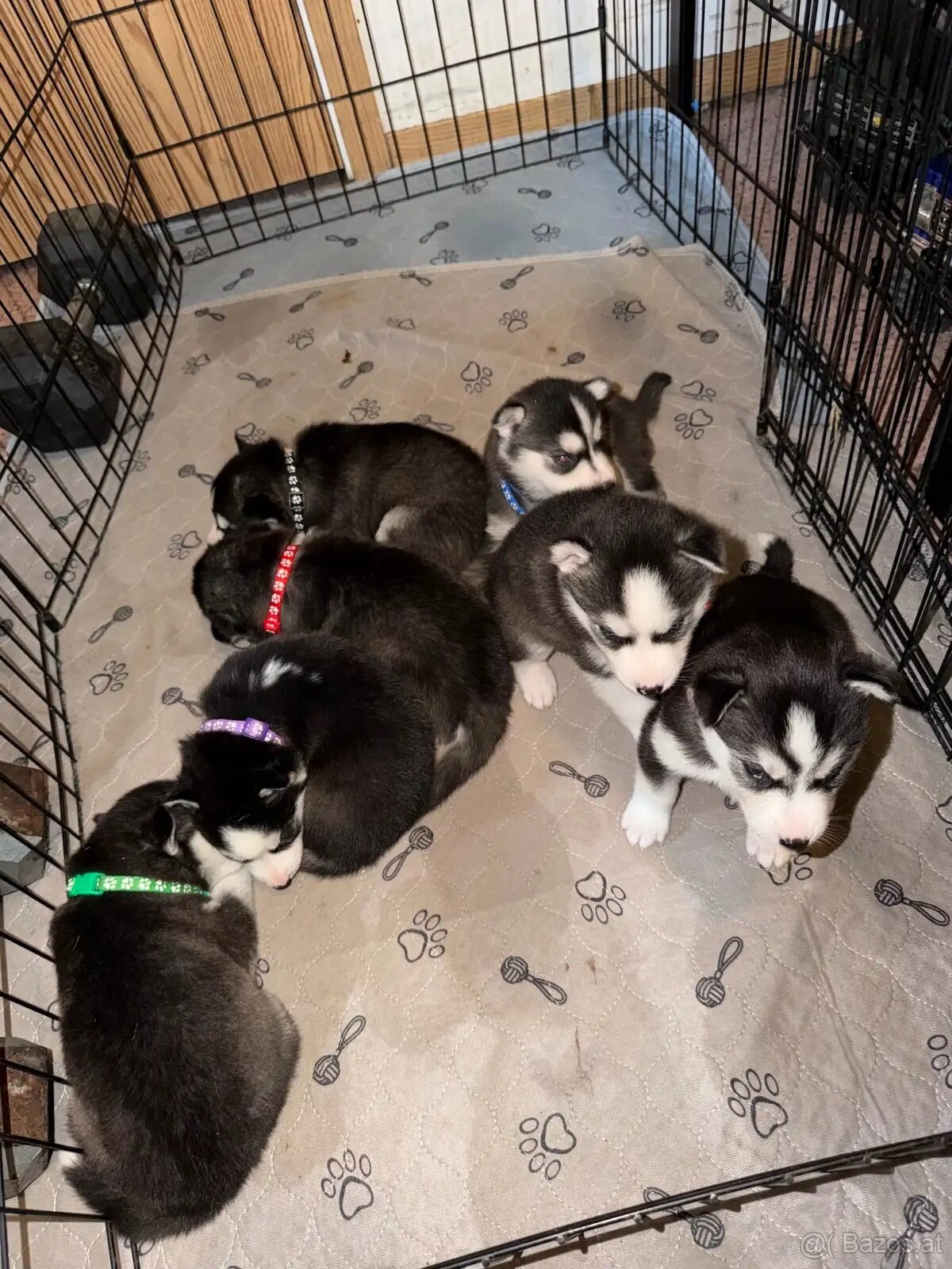Siberian Husky Welpen - 2