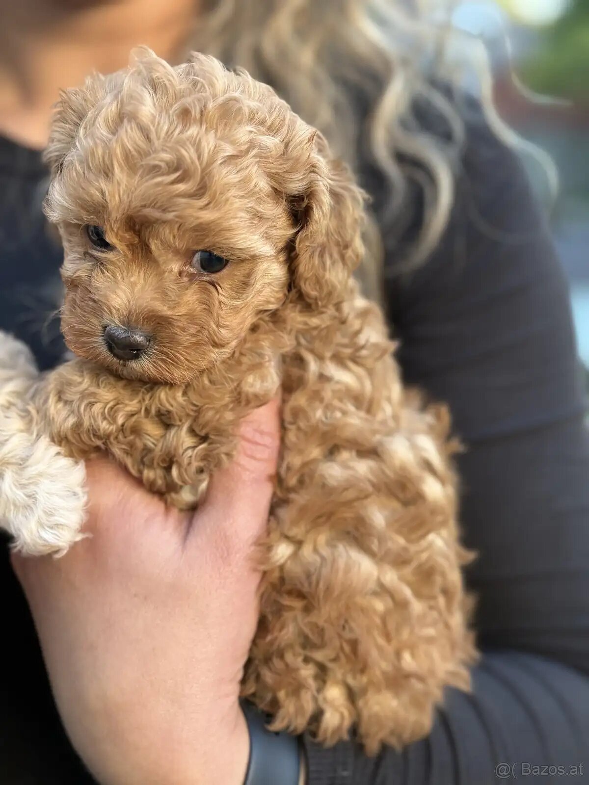Maltipoo-Welpen - 2