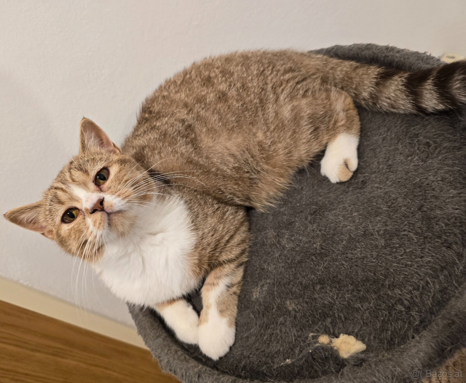 BKH Kater mit Stammbaum - 2