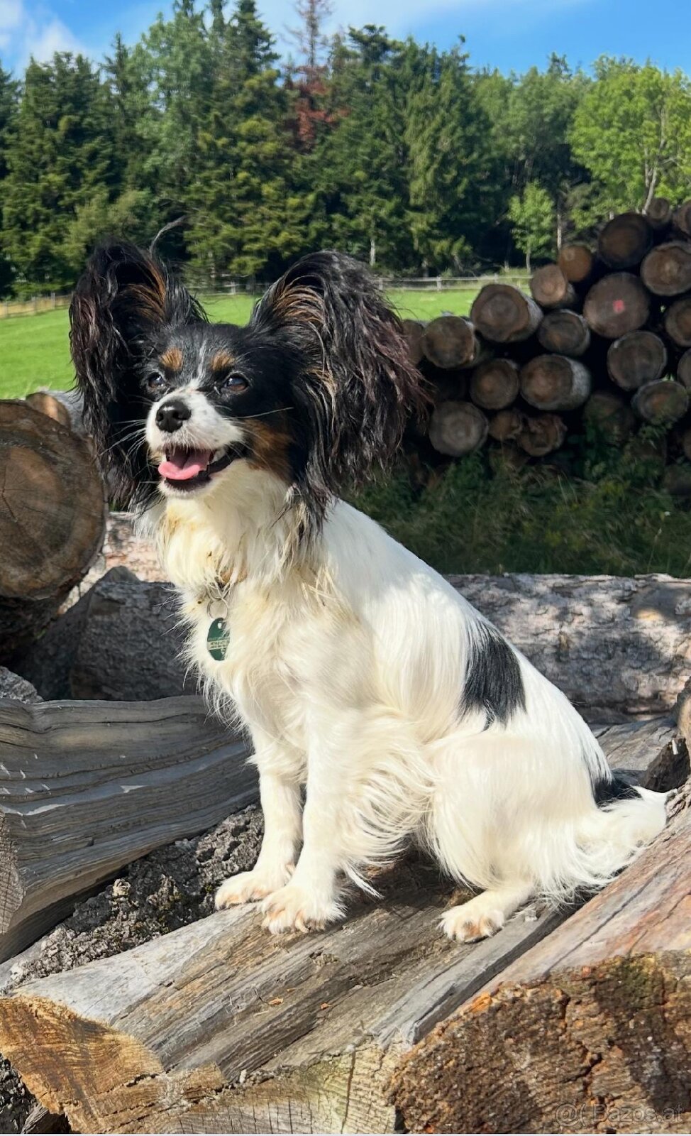 Papillion, kontinentaler Zwergspaniel - Welpen - 2