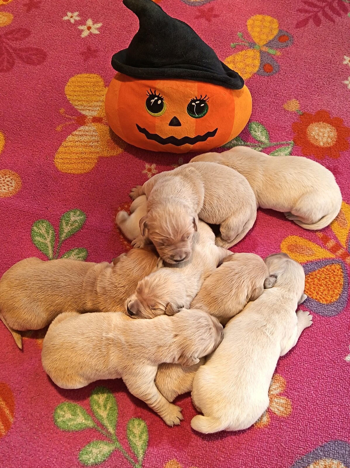Golden Retriever Welpen - 2