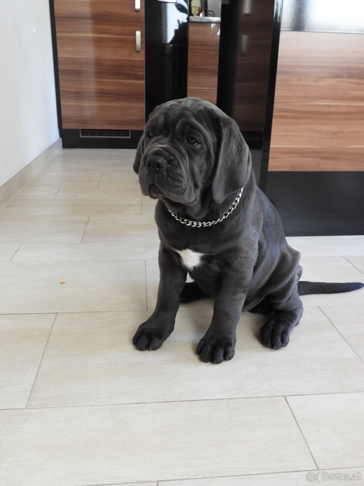 Reinrassige Cane Corso Welpen - 2