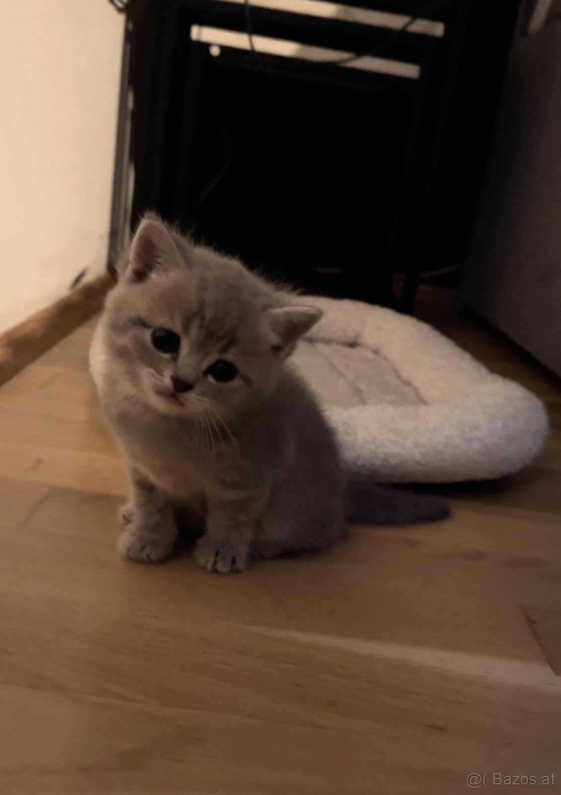 Britisch kurzhaar kitten - 2