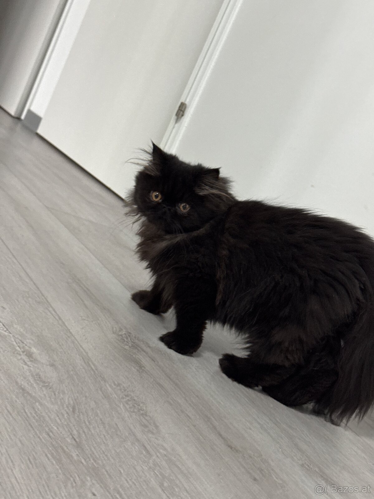 Persischer Katzen - 2