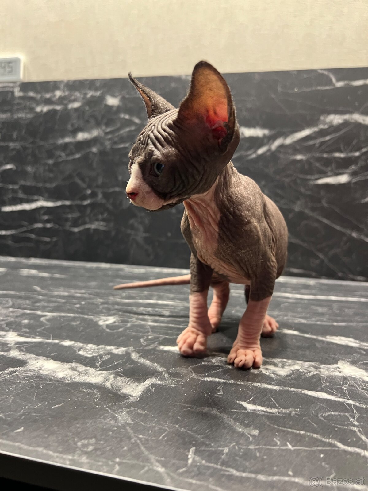 Reservierung Don Sphynx Kätzchen (ohne Stammbaum) - 2