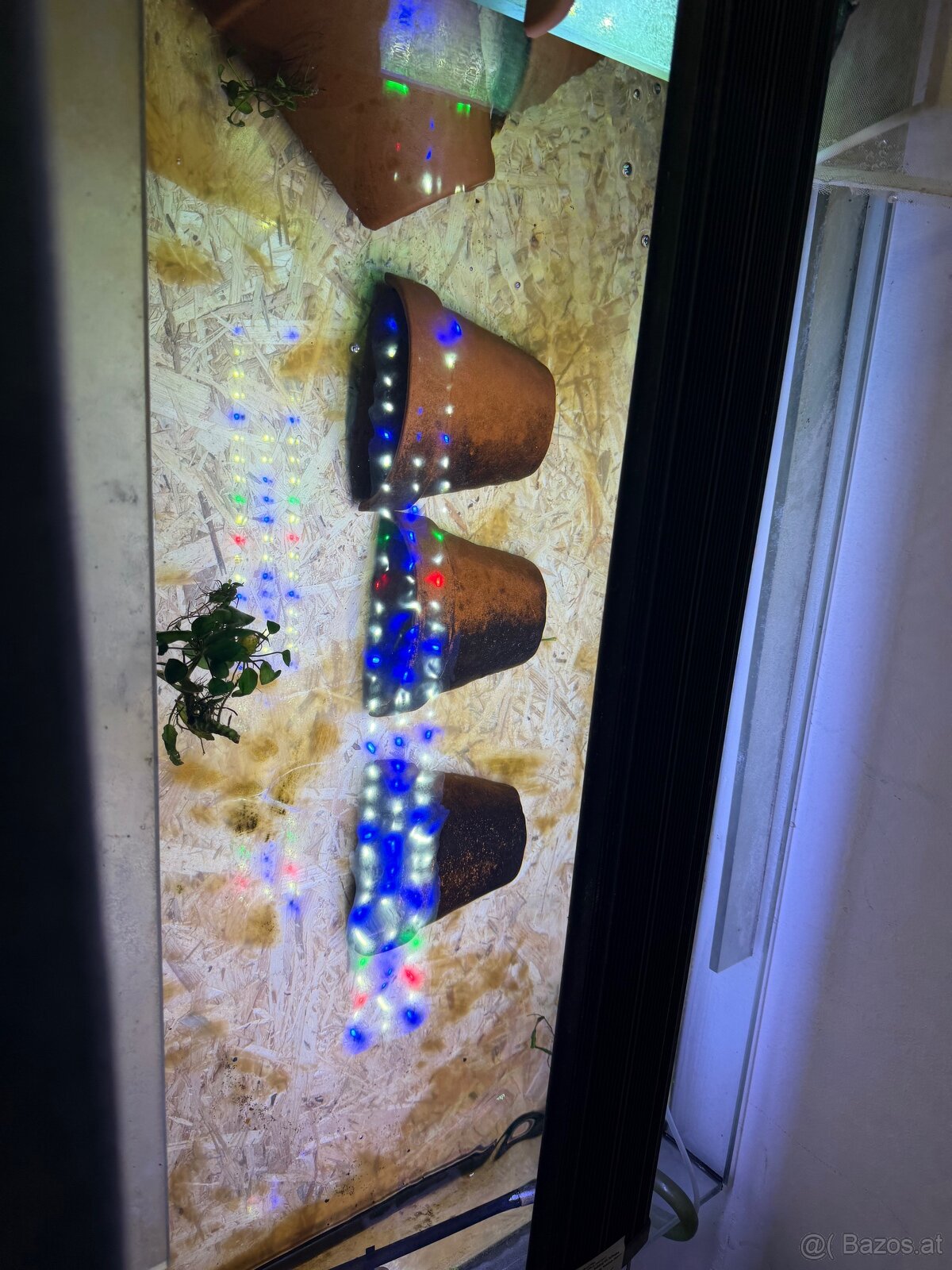 Axolotl mit aquarium - 2