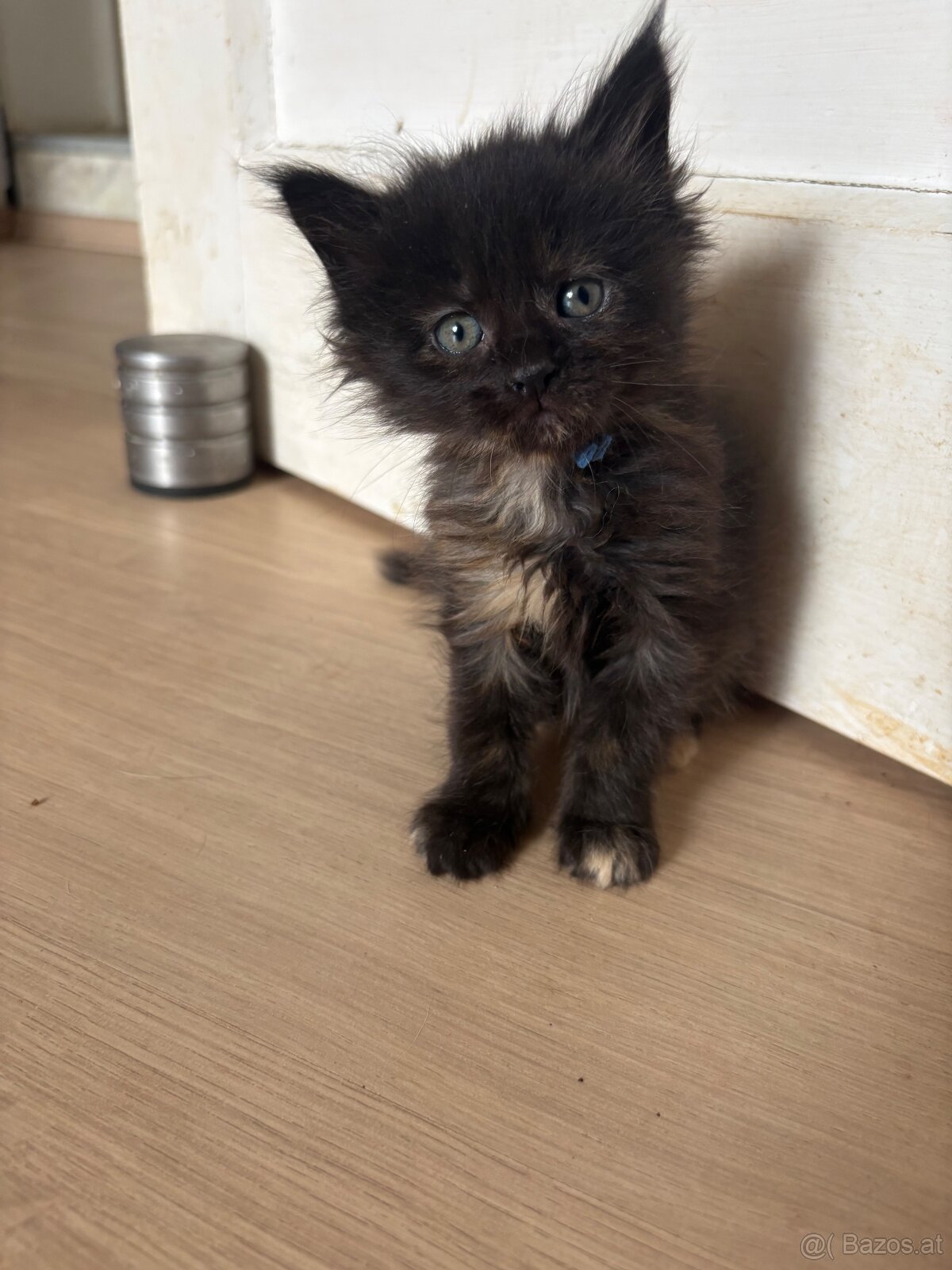 Maine Coon Kitten - 2