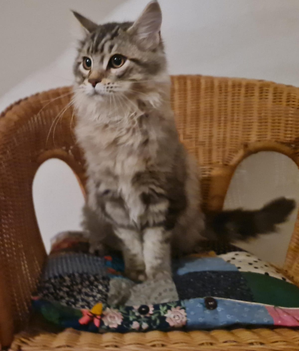 Maine Coon Kitten suchen Herzensplätze - 2