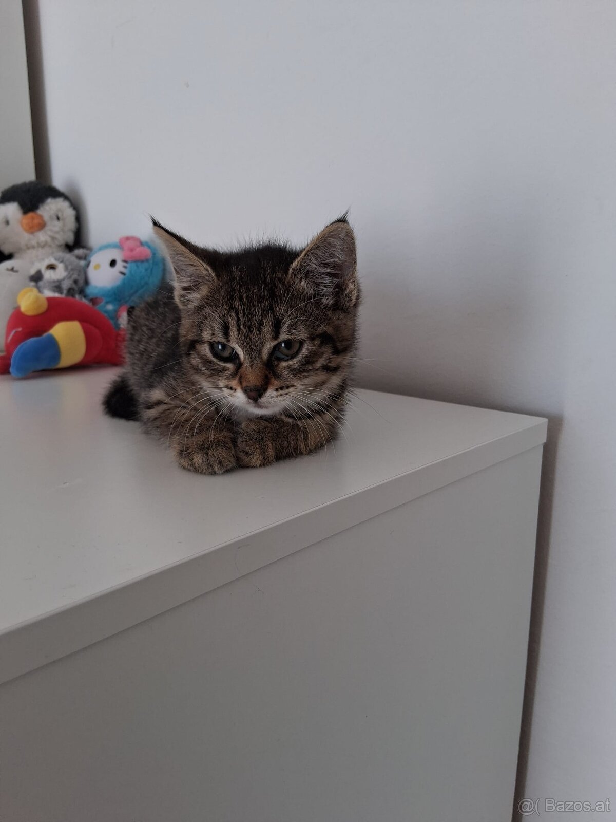 Kitten - 2