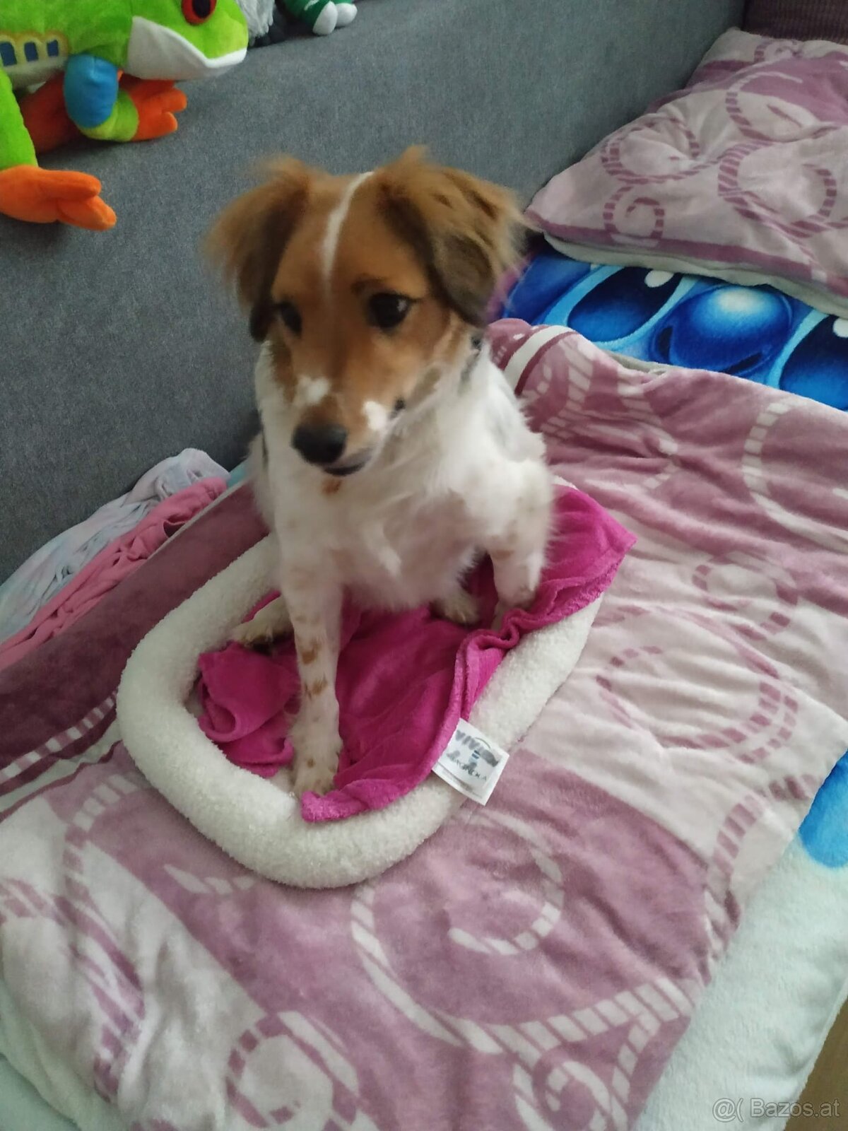 Jack Russelterrier zu vergeben - 2