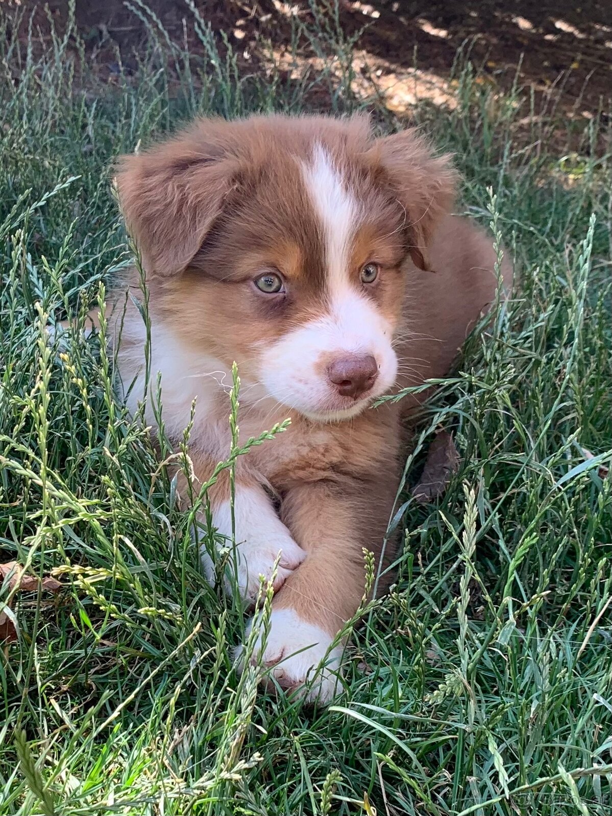 Australian shepherd - 2