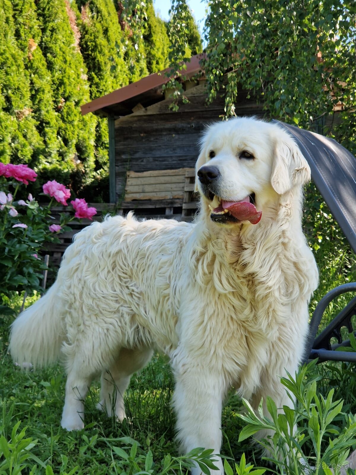 Golden Retriever - 2