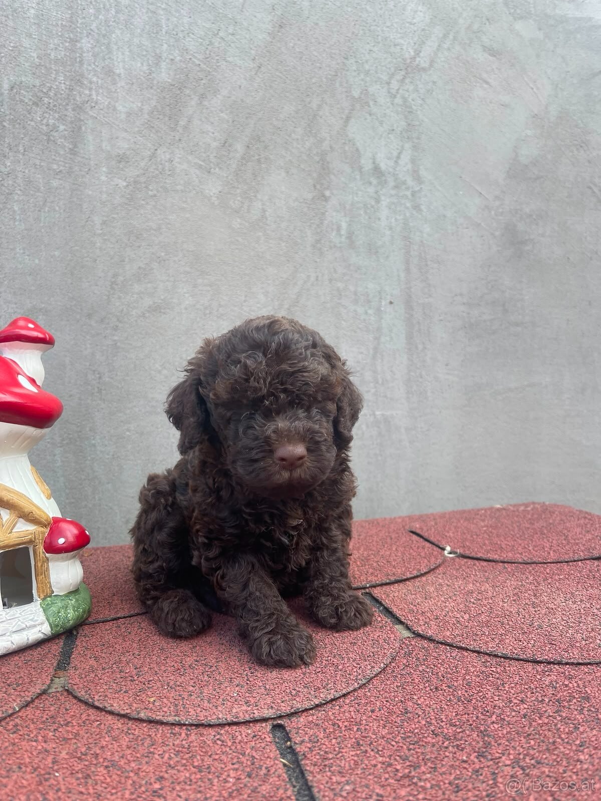 LAGOTTO ROMAGNOLO 🐶 - 2
