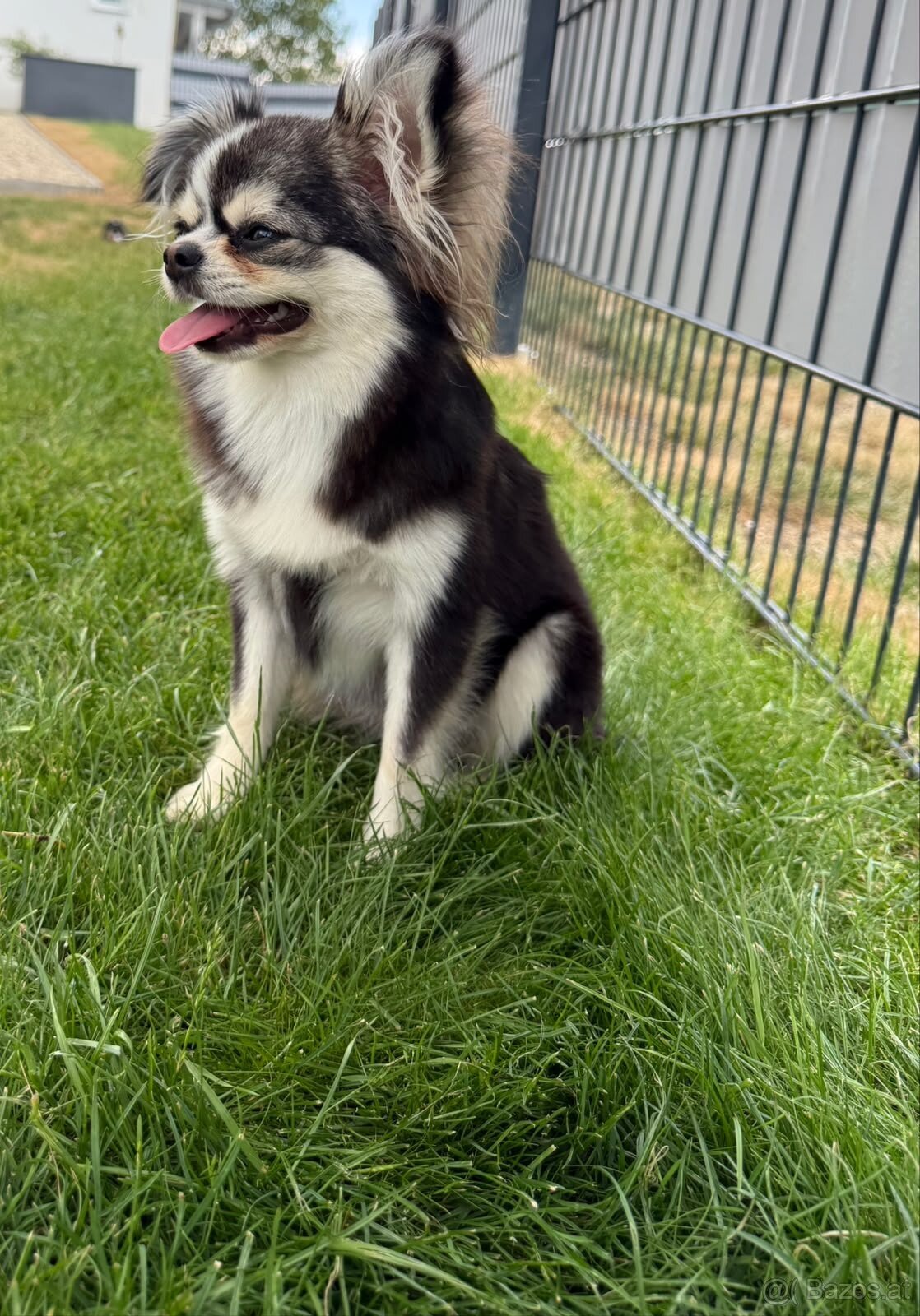 Chihuahua Hündin - 2