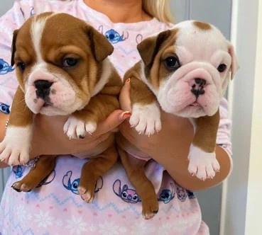 Wunderschöne englische Bulldoggenwelpen - 2