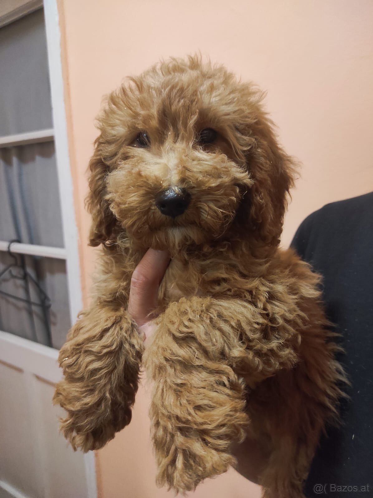 Golden Doodle F1b Welpen - 2
