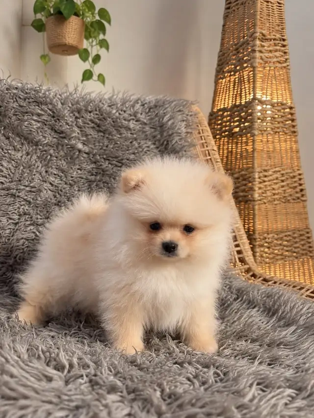 Pomeranian-Welpen - 2