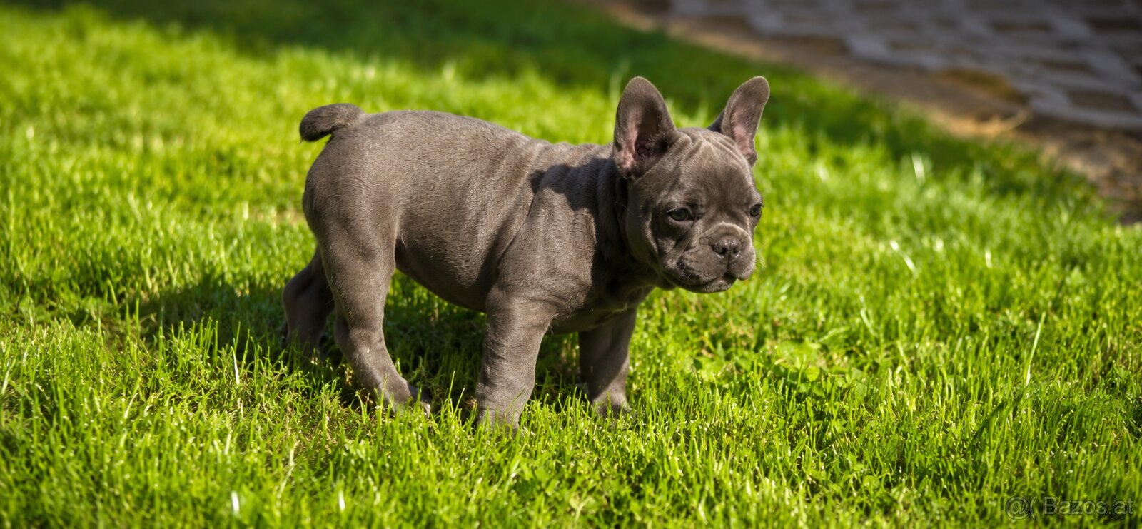 Französische Bulldoggen-Hündin mit Stammbaum - 2