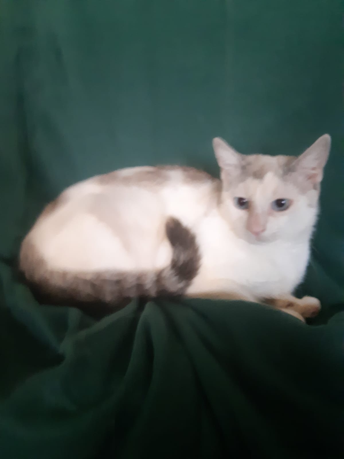KATZE ,weiblich, geimpft,blaue Augen - 2
