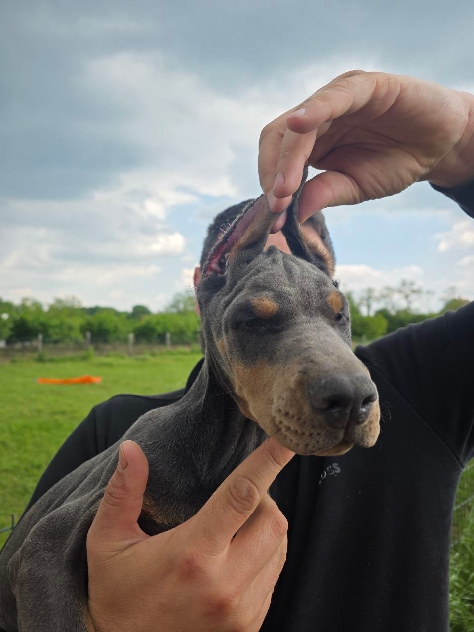 BLAUE KUPIERTE DOBERMANN-WELPEN MIT FCI-PAPIEREN - 2