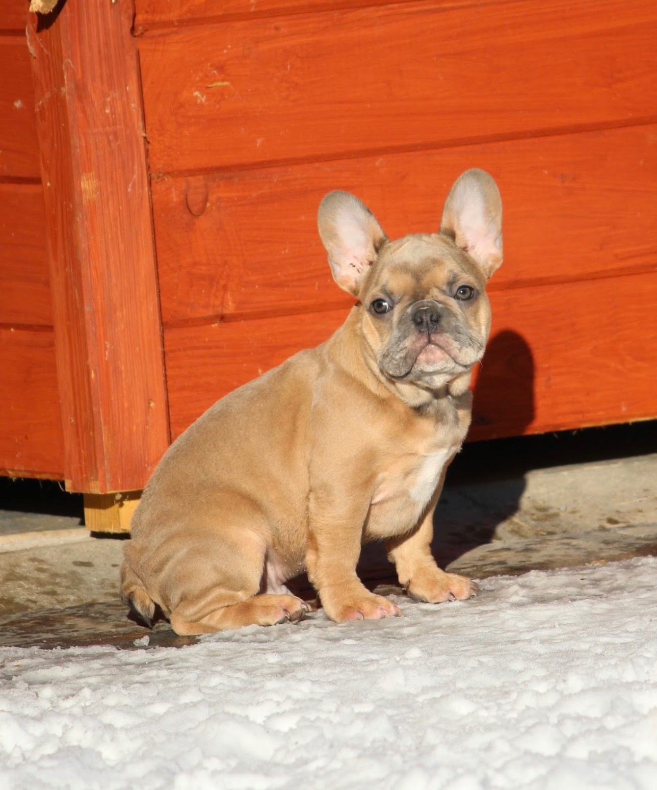 Französischen Bulldoggen Welpen mit Stammbaum - 2