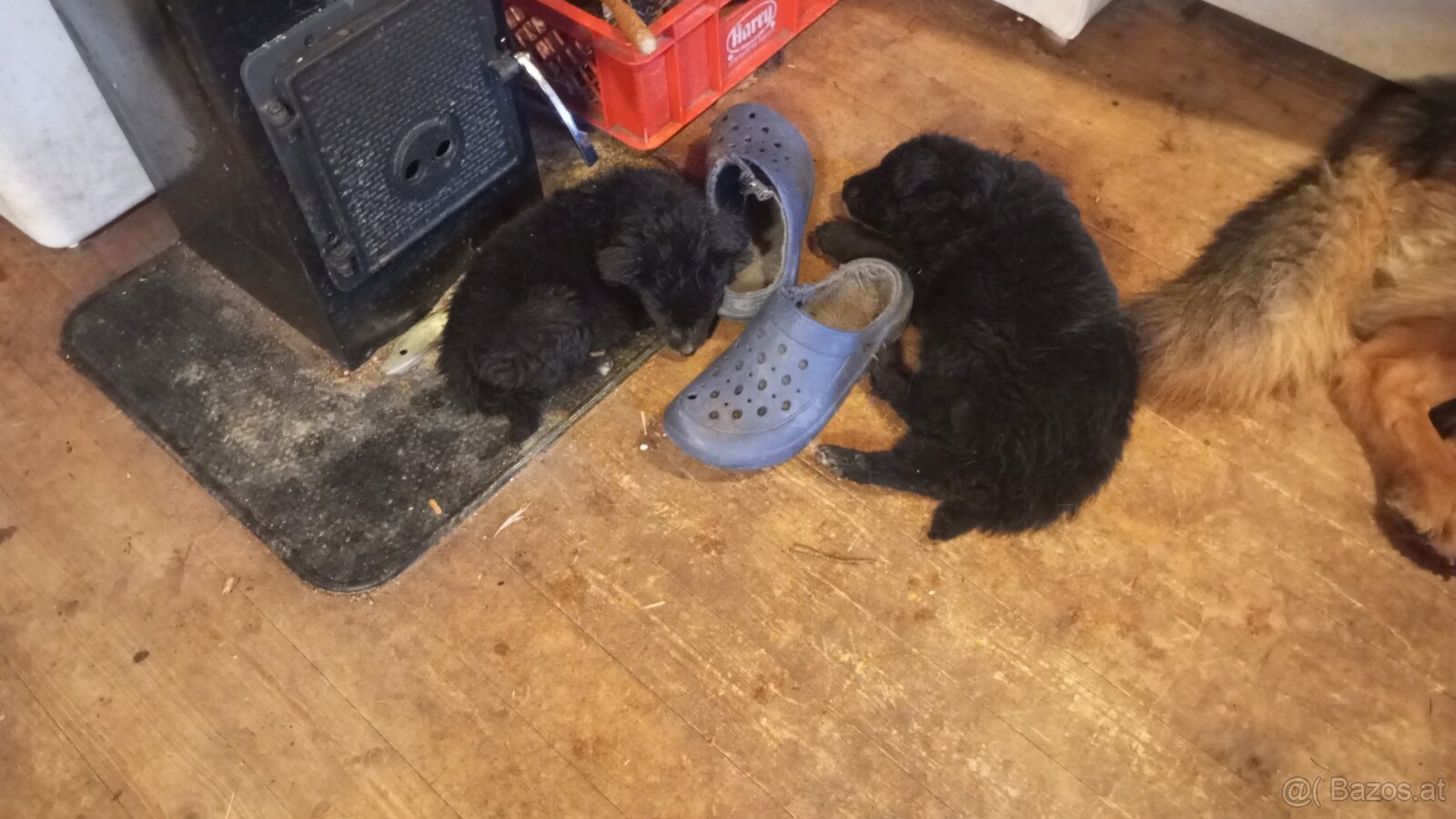 Mischlings Welpen - 2