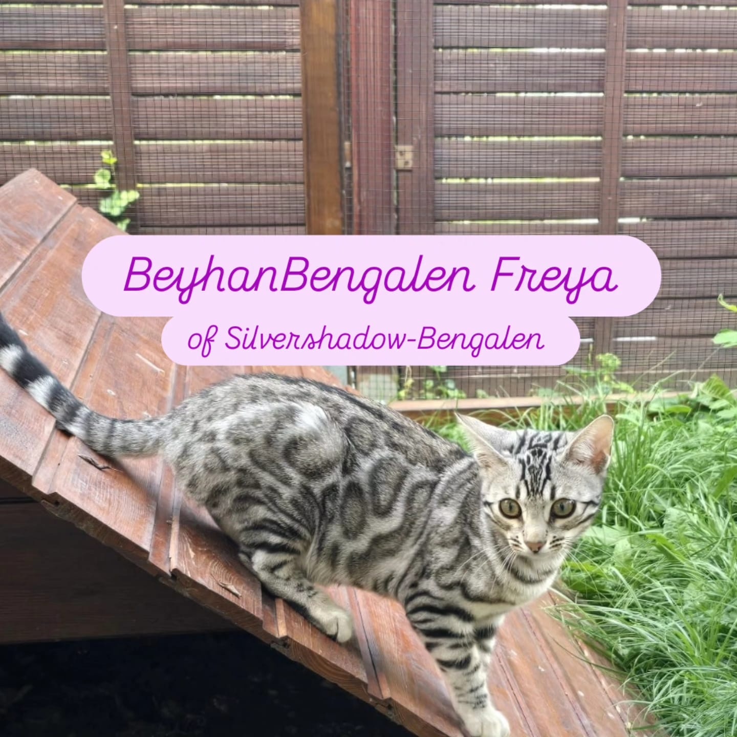 Reinrassige Bengalen - 2
