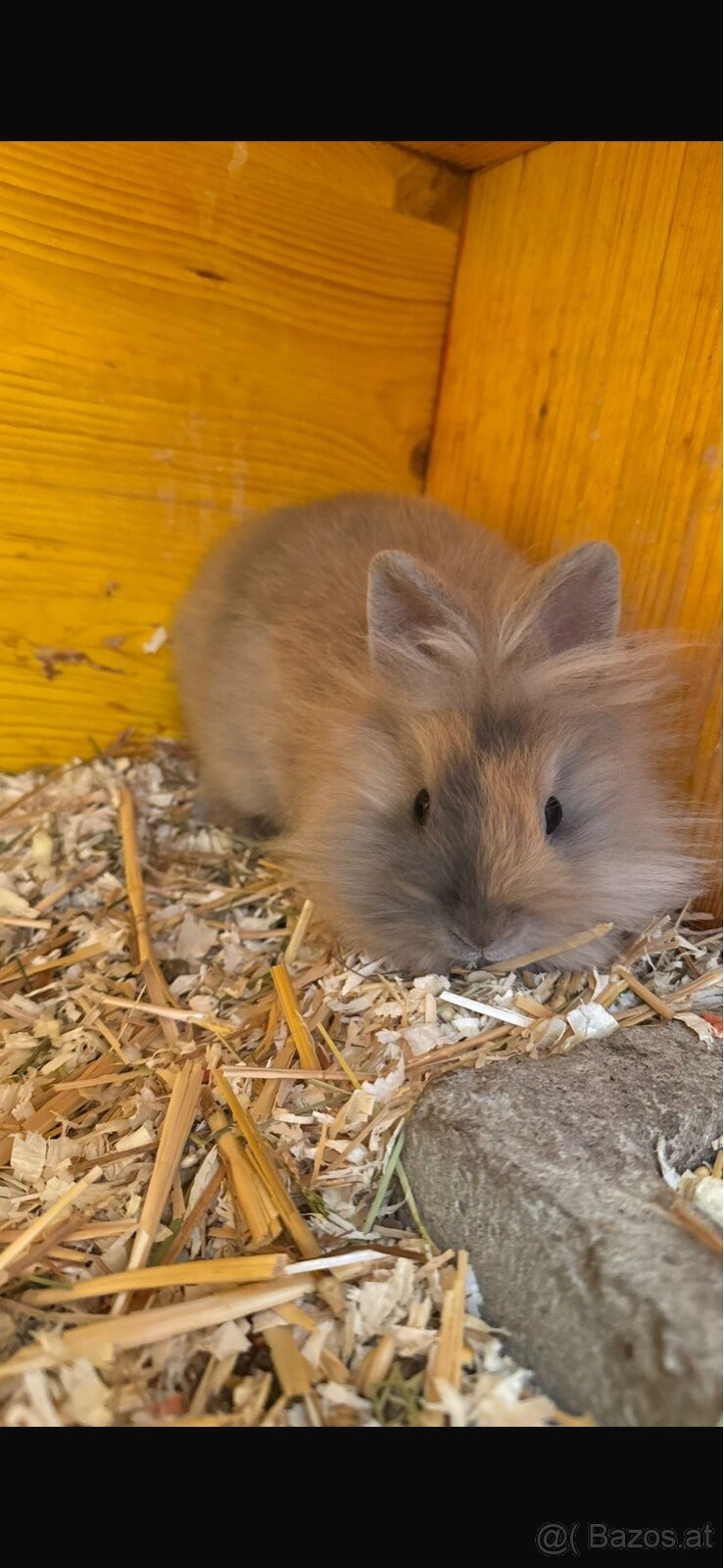 Löwenkopf Kaninchen - 2