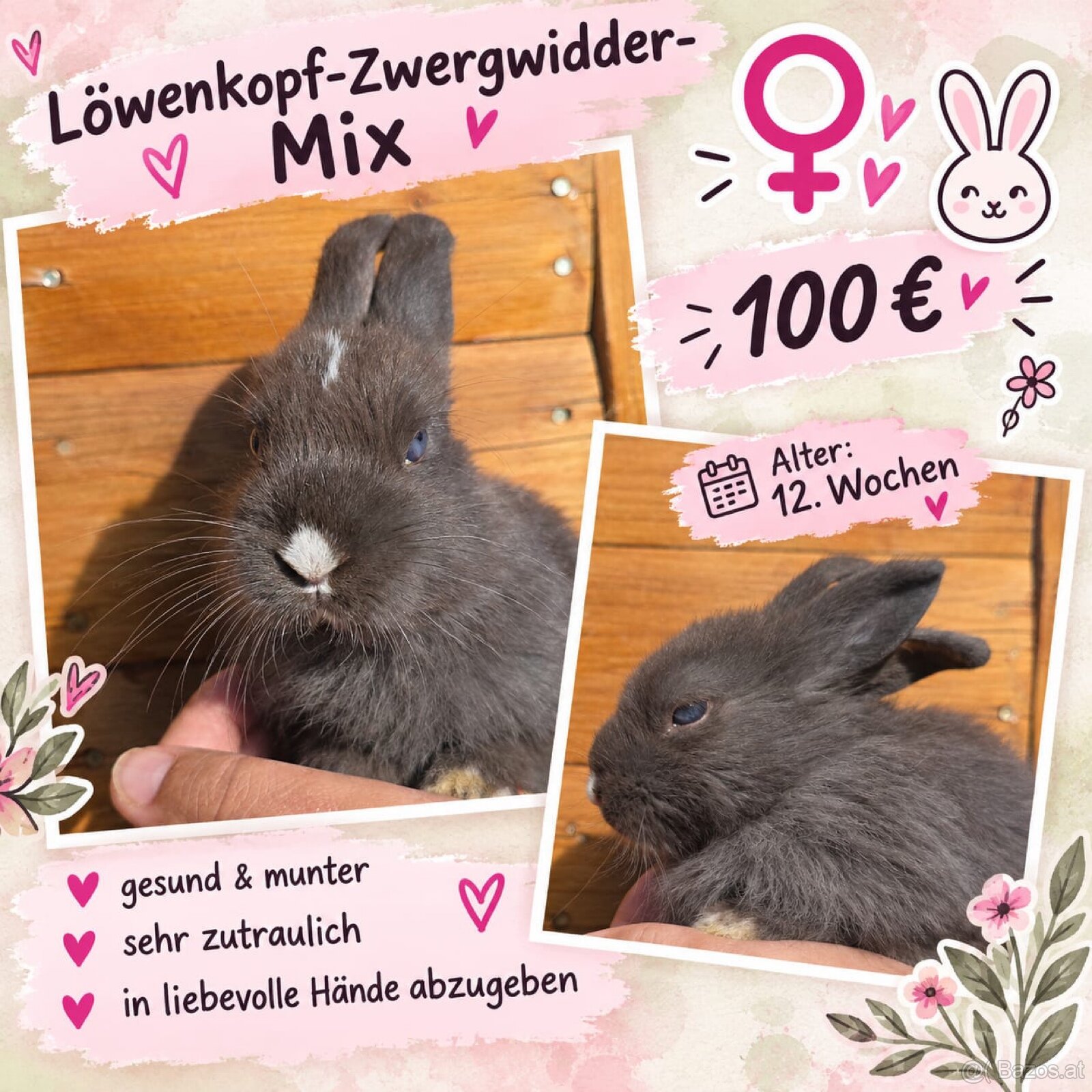 Kaninchen - 2