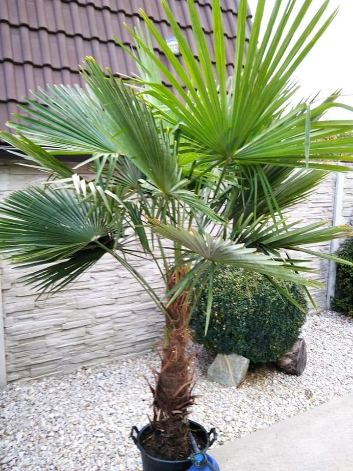 Winterharten palmen Trachycarpus Fortunei - 2