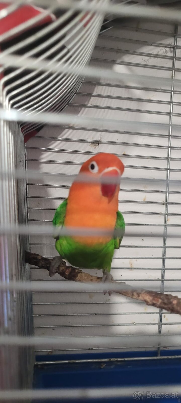 Zwerg Papagei - 2