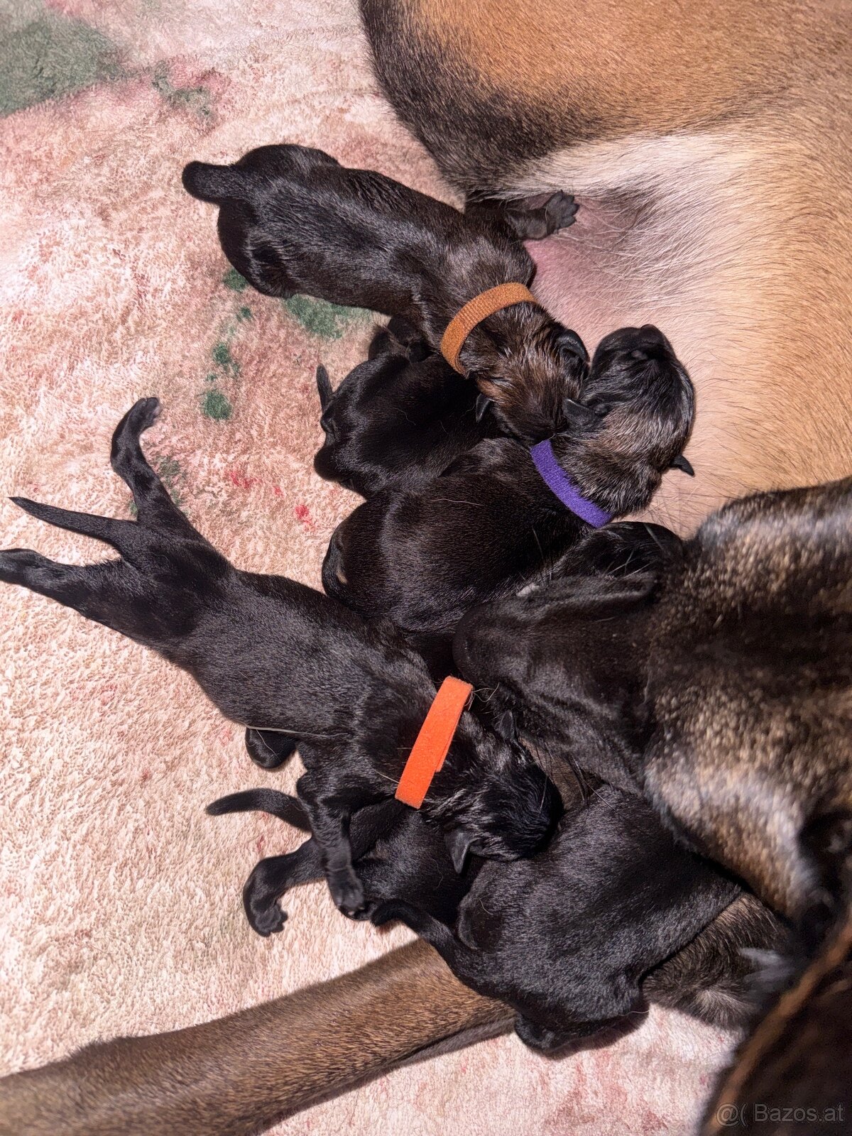 Malinois x Cane Corso Welpen - 2