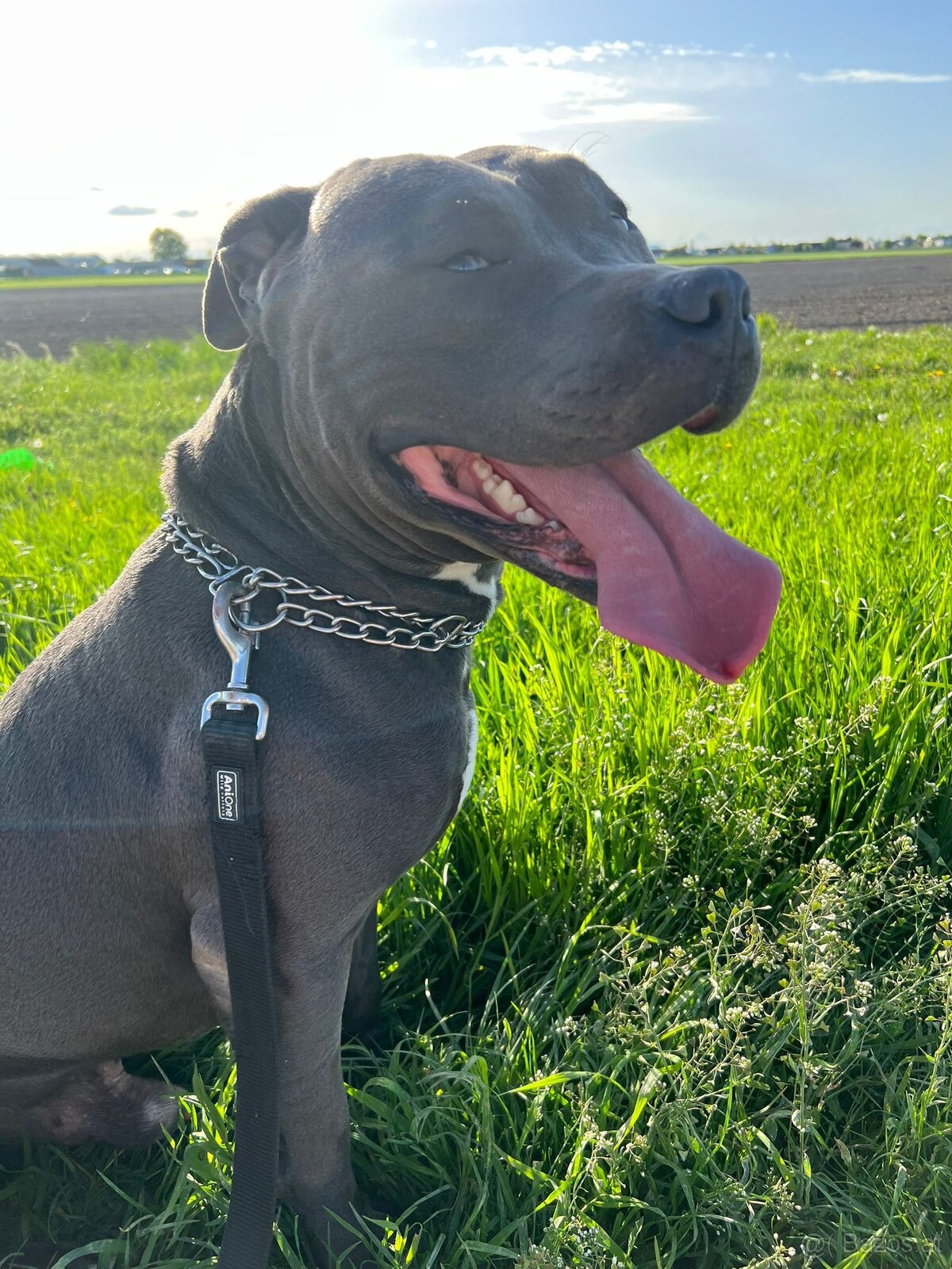 Hund zu verschenken - 2