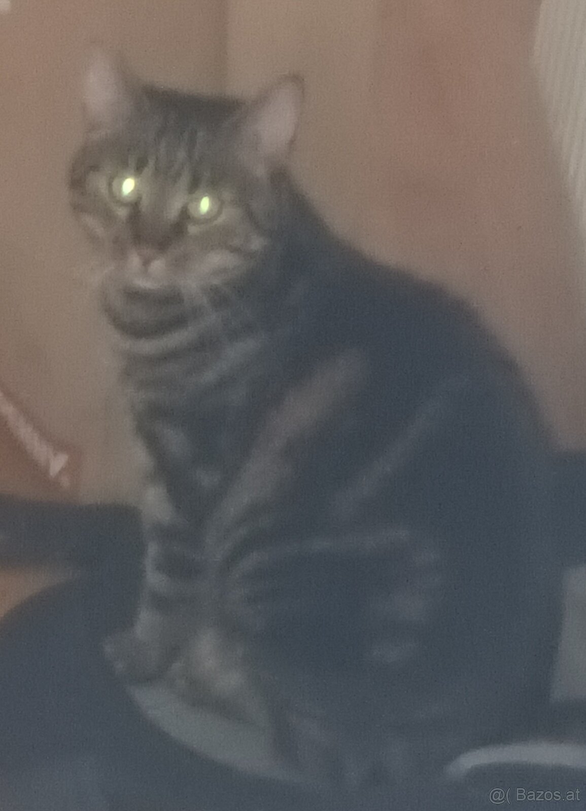 Katze - 2