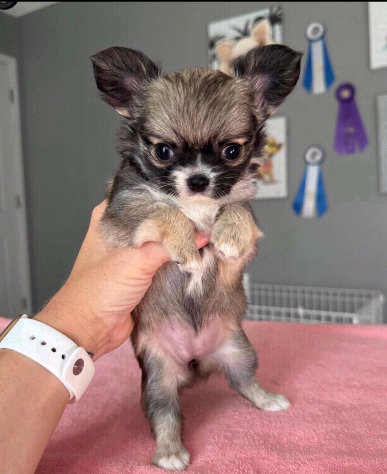 Langhaarige Chihuahua-Welpen suchen ein neues Zuhause. - 2