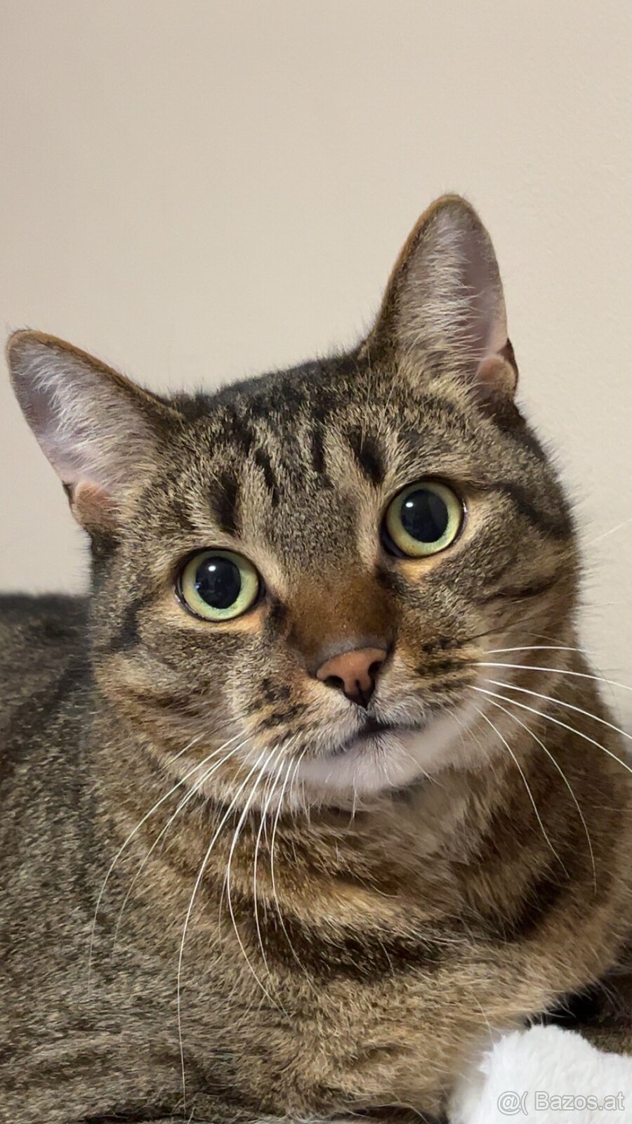 2 Hauskatzen suchen ein liebevolles Zuhause - 2