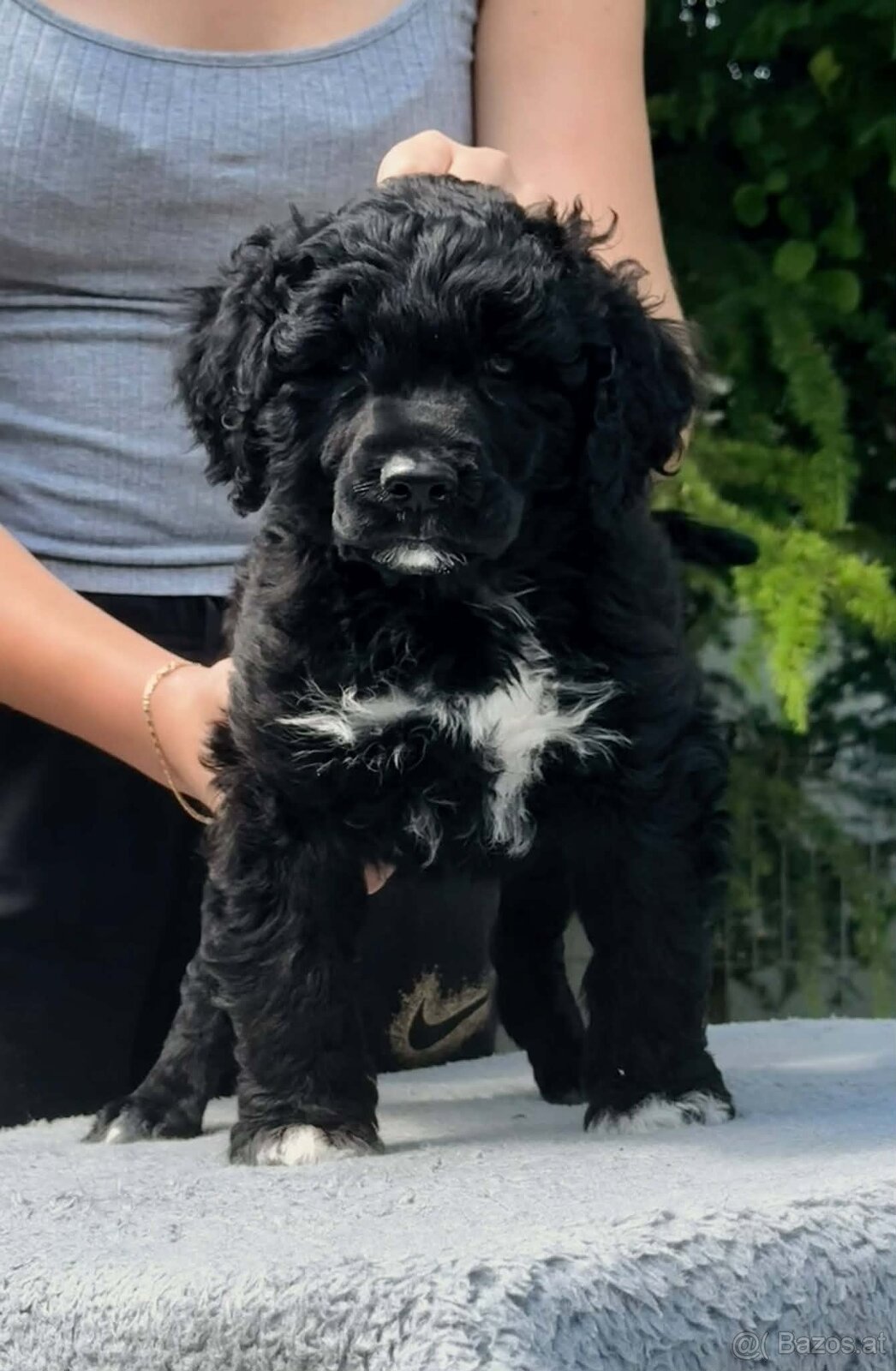 Portuguese Water Dog Puppies - 2