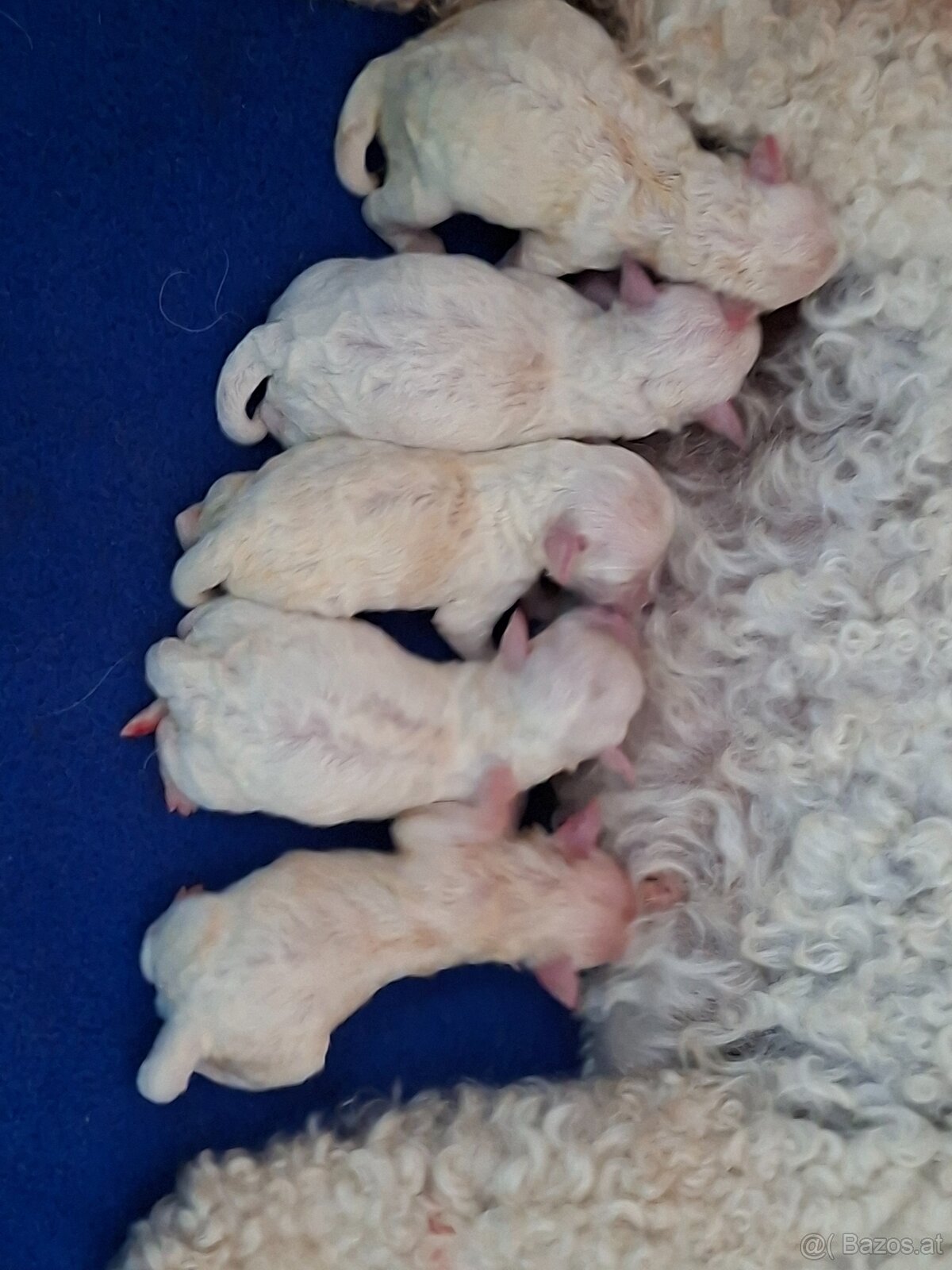 Bichon frise with pedigree - 2