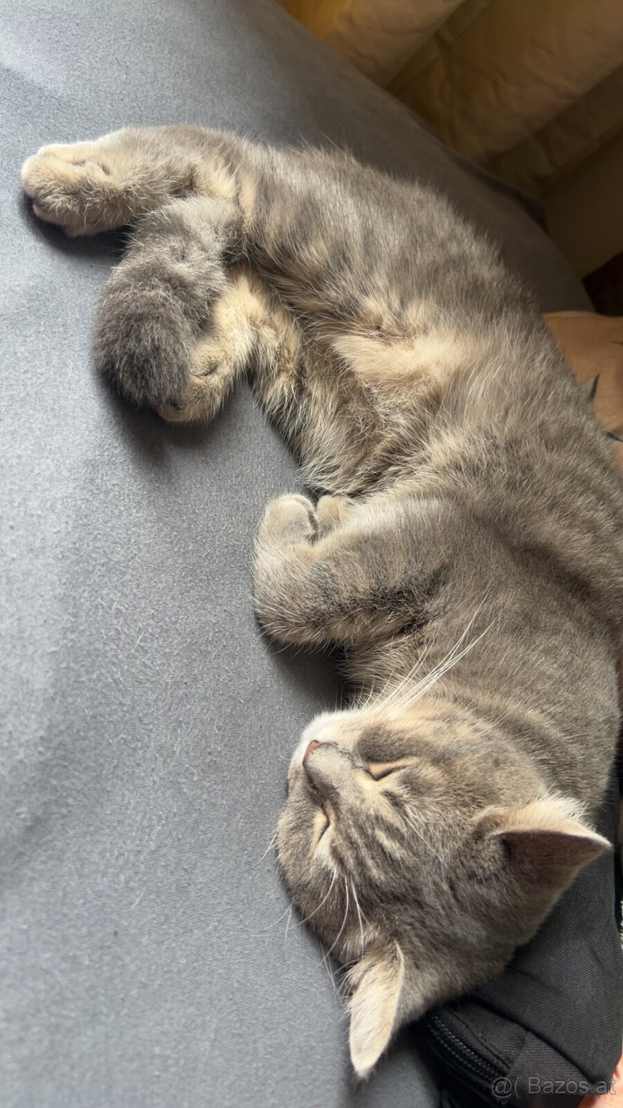 Katze BKH - 2