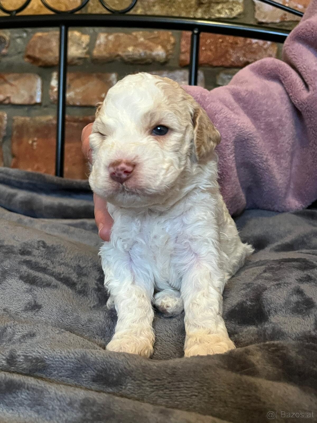 Lagotto Romagnolo - 2