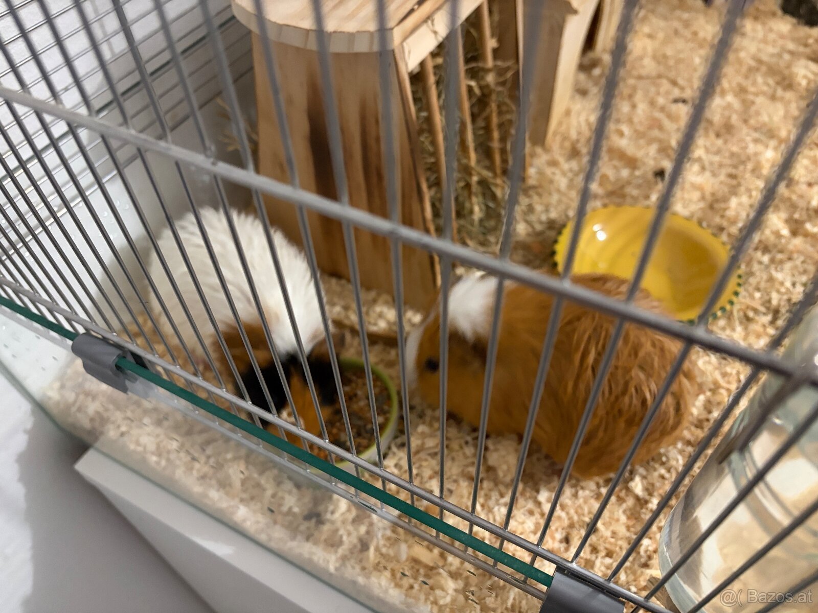 Meerschweinchen Pärchen (Kastriert) + Luxus-Glaskäfig - 2