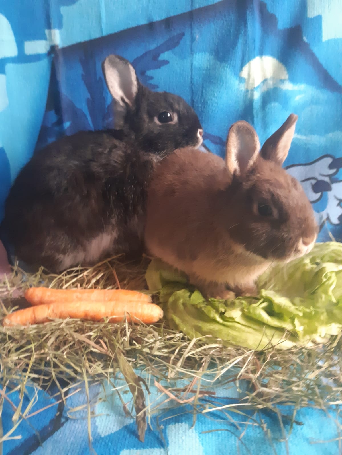 Zwergkaninchen Babys zu vergeben - 2