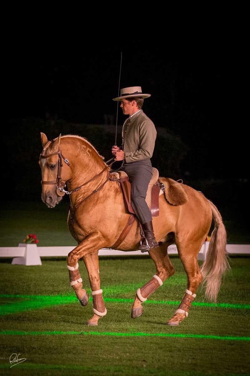 Lusitano Hengst PSL - 2
