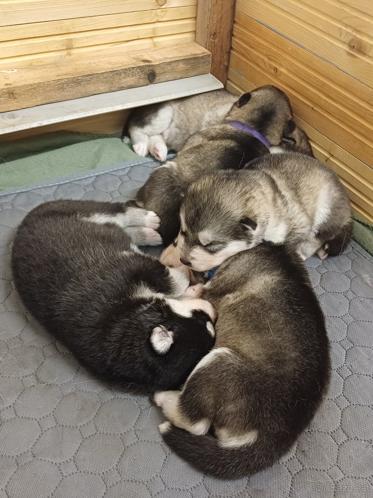 Alaskan Malamute – Welpen mit FCI-Papiere - 2